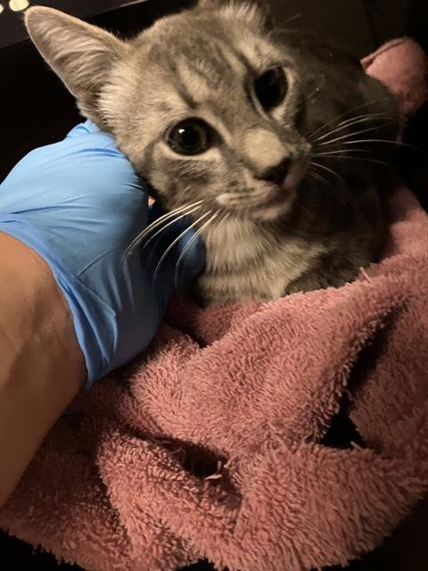 *BRAD - Domestic Short Hair available for adoption