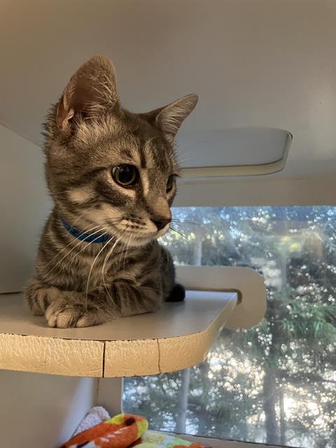 *BRAD - Domestic Short Hair available for adoption