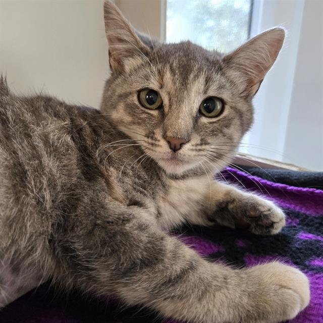 GRISELDA - Domestic Short Hair available for adoption