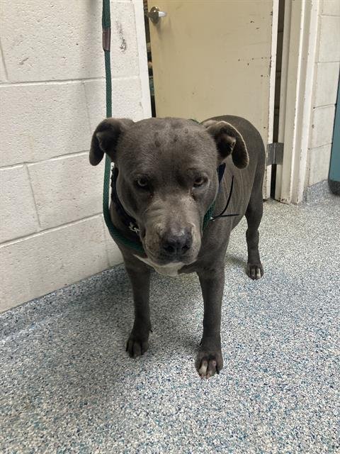 *MABEL - Pit Bull Terrier available for adoption