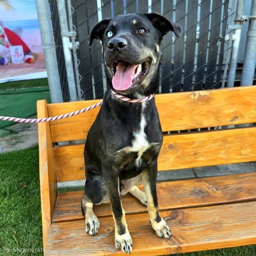 ZIGGY STARDUST - German Shepherd Dog available for adoption