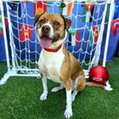 PENNY - Labrador Retriever available for adoption