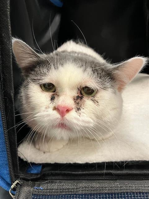 *MONCHITO - Domestic Short Hair available for adoption