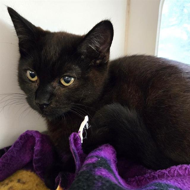 COAL - Domestic Short Hair available for adoption