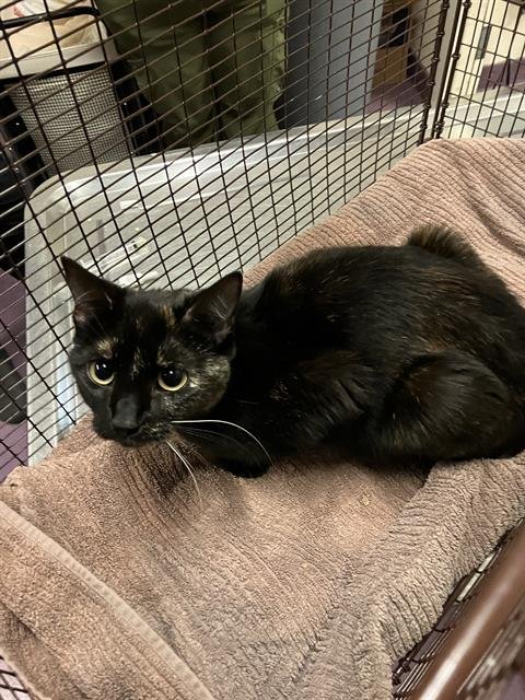 *STELLA - Domestic Short Hair available for adoption