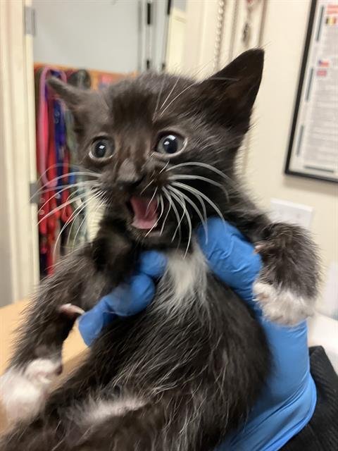 *ESTELLA - Domestic Short Hair available for adoption