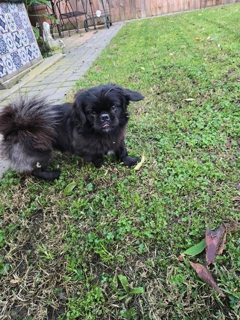 *THUNK - Pekingese available for adoption