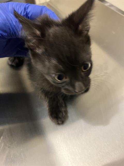 *ROSEMARY - Domestic Short Hair available for adoption