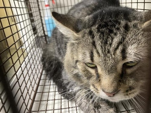 SAM - Domestic Short Hair available for adoption