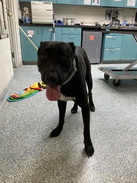 *DAPPER BOY - Labrador Retriever available for adoption
