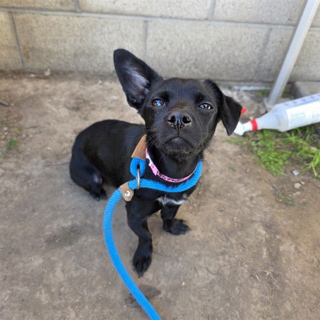 *RAYA - Chihuahua / Dachshund available for adoption