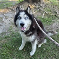 *GRIZZ - Photo 1