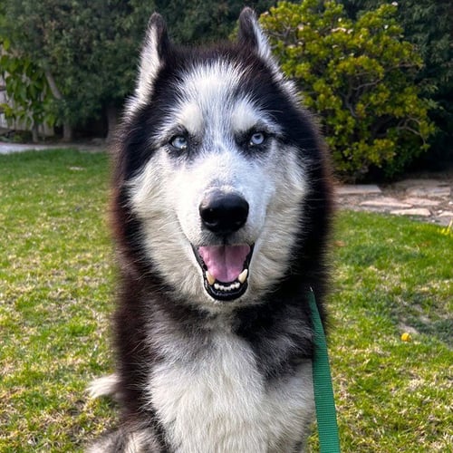 *GRIZZ - Siberian Husky available for adoption