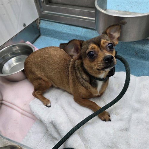 *CHIBBY - Chihuahua available for adoption