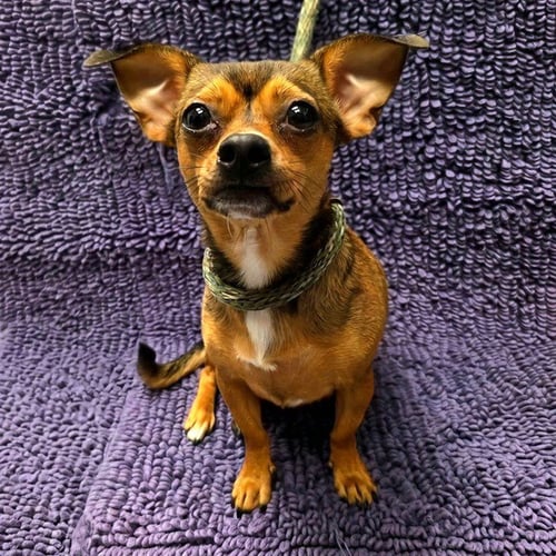 *CHIBBY - Chihuahua available for adoption