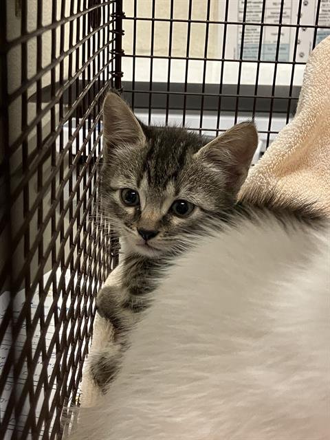 *IROH - Domestic Short Hair available for adoption