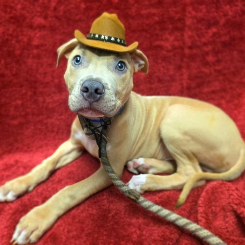 *WAVE - Pit Bull Terrier available for adoption