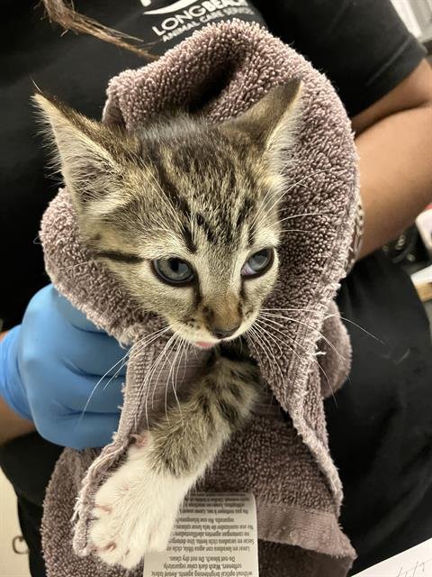 *BERRY - Domestic Short Hair available for adoption