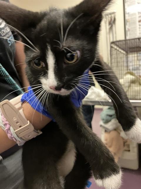 *JOOP - Domestic Short Hair available for adoption