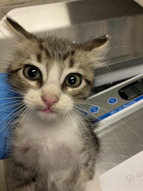 *BODIE - Domestic Short Hair available for adoption