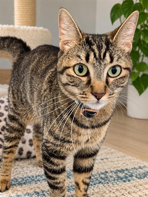 *WILLOW - Domestic Short Hair available for adoption