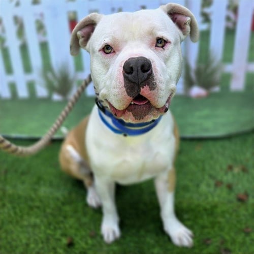 *MR.WORLDWIDE - Pit Bull Terrier available for adoption