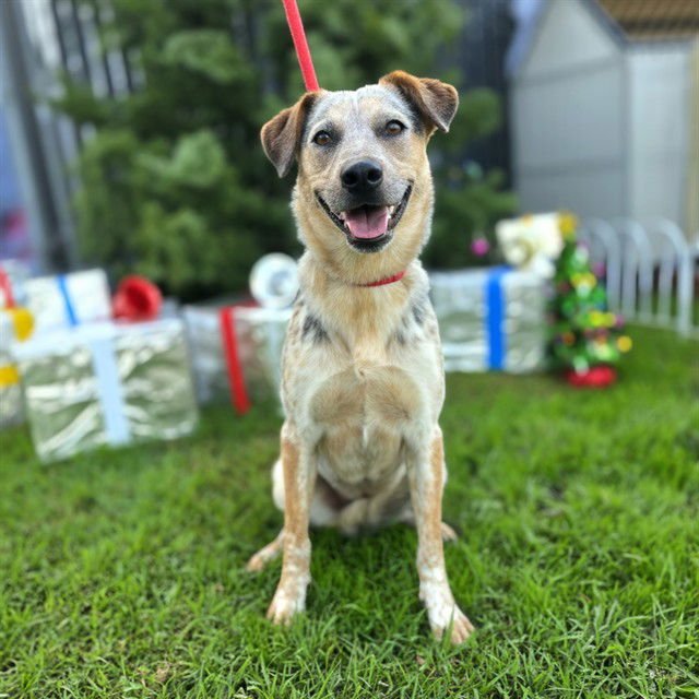 *MISSY - Australian Cattle Dog/Blue Heeler available for adoption