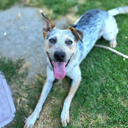 *MISSY - Australian Cattle Dog/Blue Heeler available for adoption