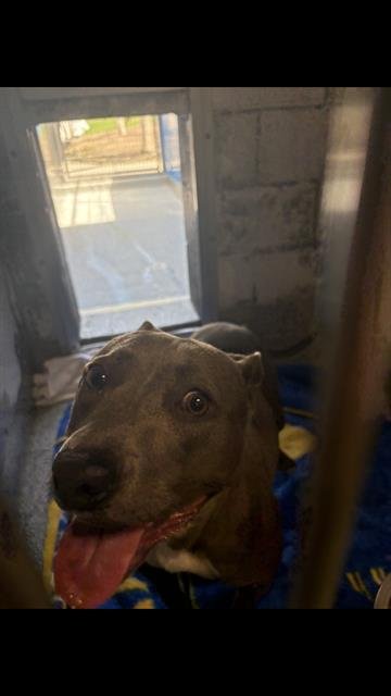 *GEM - Pit Bull Terrier available for adoption
