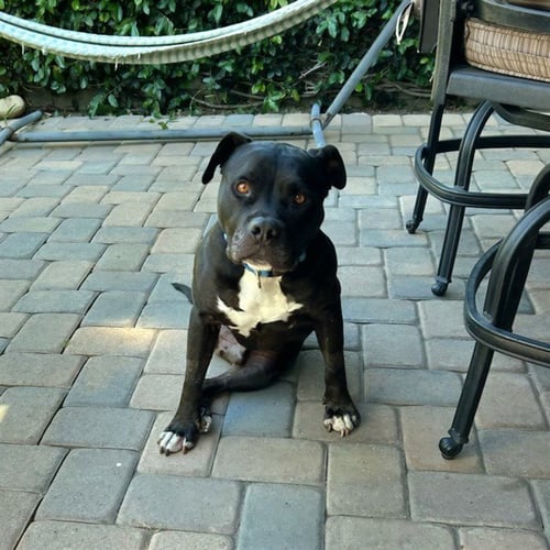 *ONYX - Pit Bull Terrier available for adoption