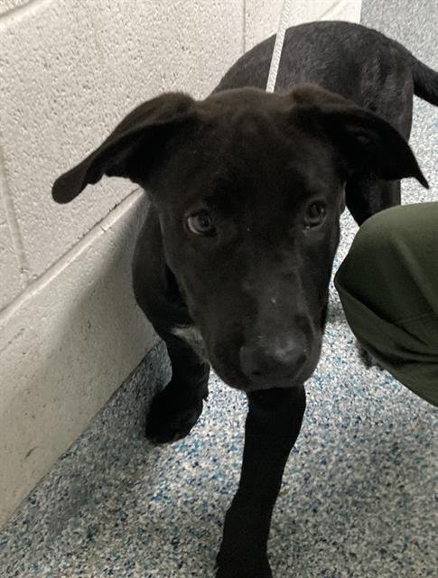 *POTTER - Labrador Retriever available for adoption