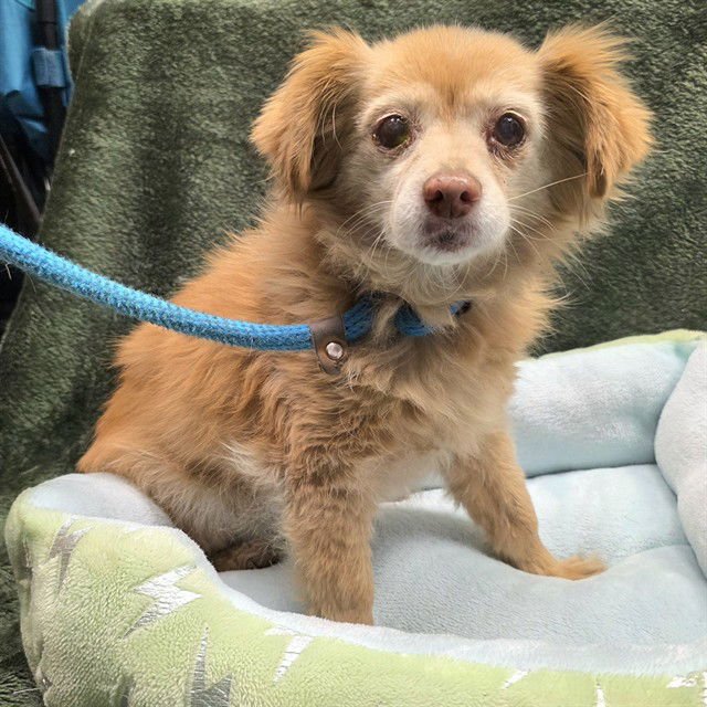 *GOLDILOCKS - Chihuahua available for adoption