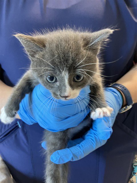 *AUGUST - Domestic Short Hair available for adoption
