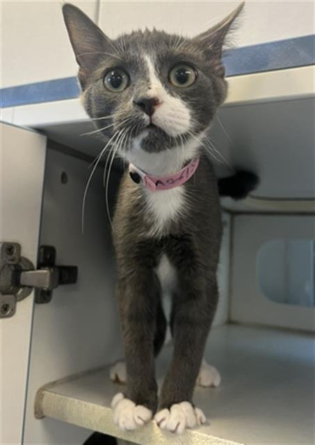 *AUGUST - Domestic Short Hair available for adoption