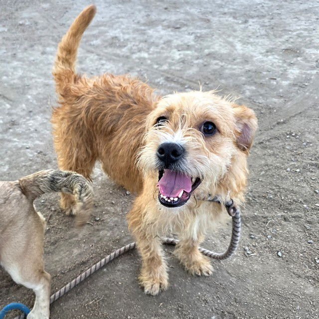 *WAGS - Terrier available for adoption