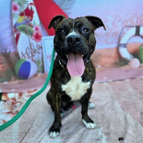 *CORBIN - Pit Bull Terrier / Boxer available for adoption