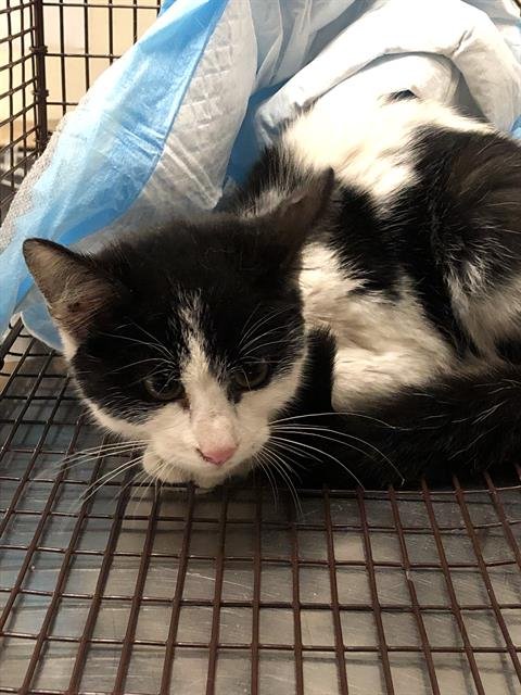 *THUMBALINA - Domestic Short Hair available for adoption