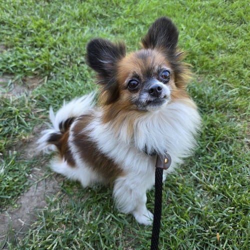 *FISH - Pomeranian / Shih Tzu available for adoption