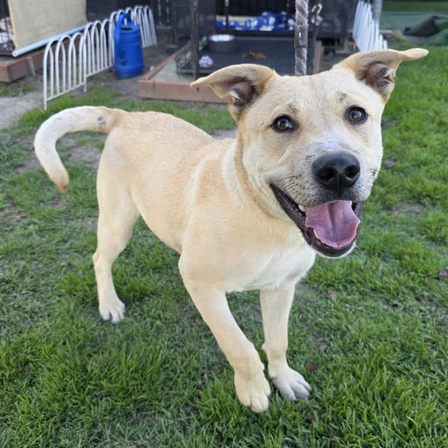 *DOUGLAS - Labrador Retriever available for adoption