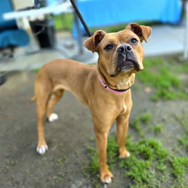 *ROXI - Boxer / Pointer available for adoption