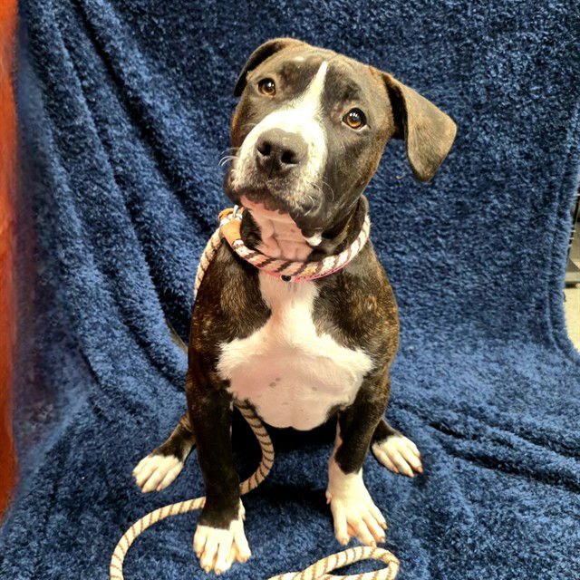 *BUFFY - Mastiff available for adoption