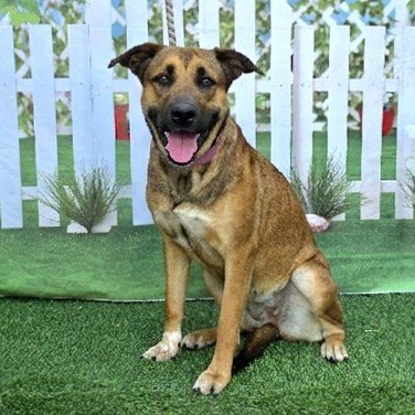 *DAZZLE - Labrador Retriever available for adoption