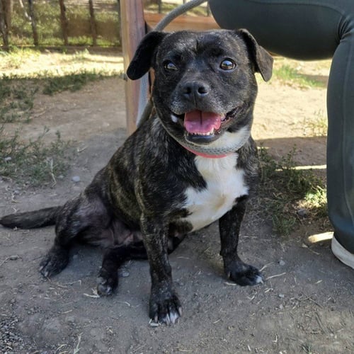 *GUMBALINA - Pug available for adoption