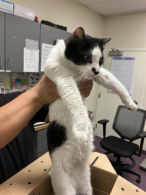 *TOBIAS - Domestic Short Hair available for adoption
