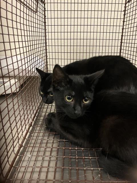 *MICKEY - Domestic Short Hair available for adoption