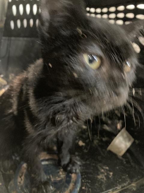 *WHIFFY - Domestic Short Hair available for adoption