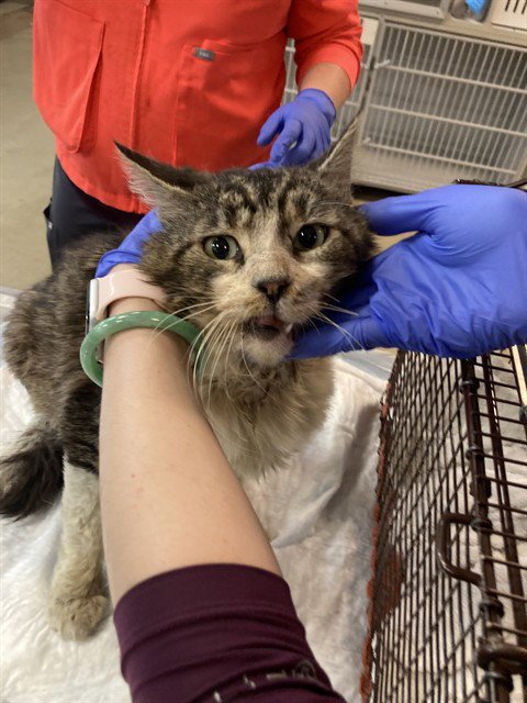 *ZANGIEF - Domestic Short Hair available for adoption