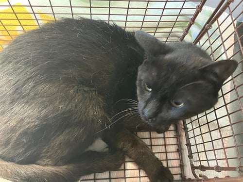 KETO - Domestic Short Hair available for adoption