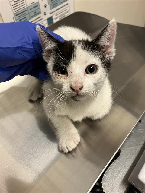 *YOGI - Domestic Short Hair available for adoption