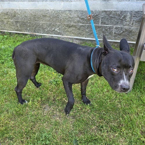 *MADRID - Pit Bull Terrier / Bull Terrier available for adoption